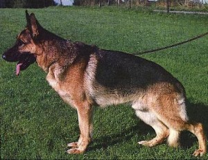bambo