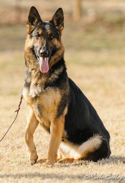 Omen Von Der Burg Austerlitz Austerlitz German Shepherd Dogs