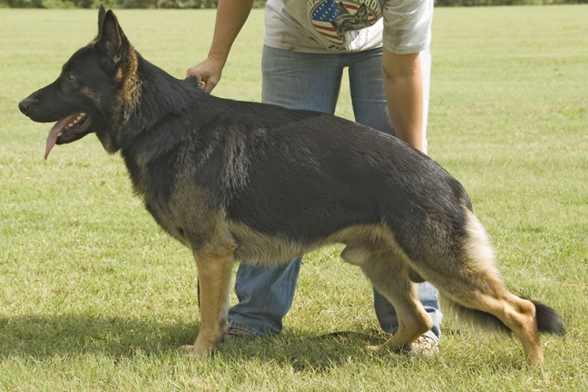 Austerlitz German Shepherd Dogs | Zwinger von der burg Austerlitz