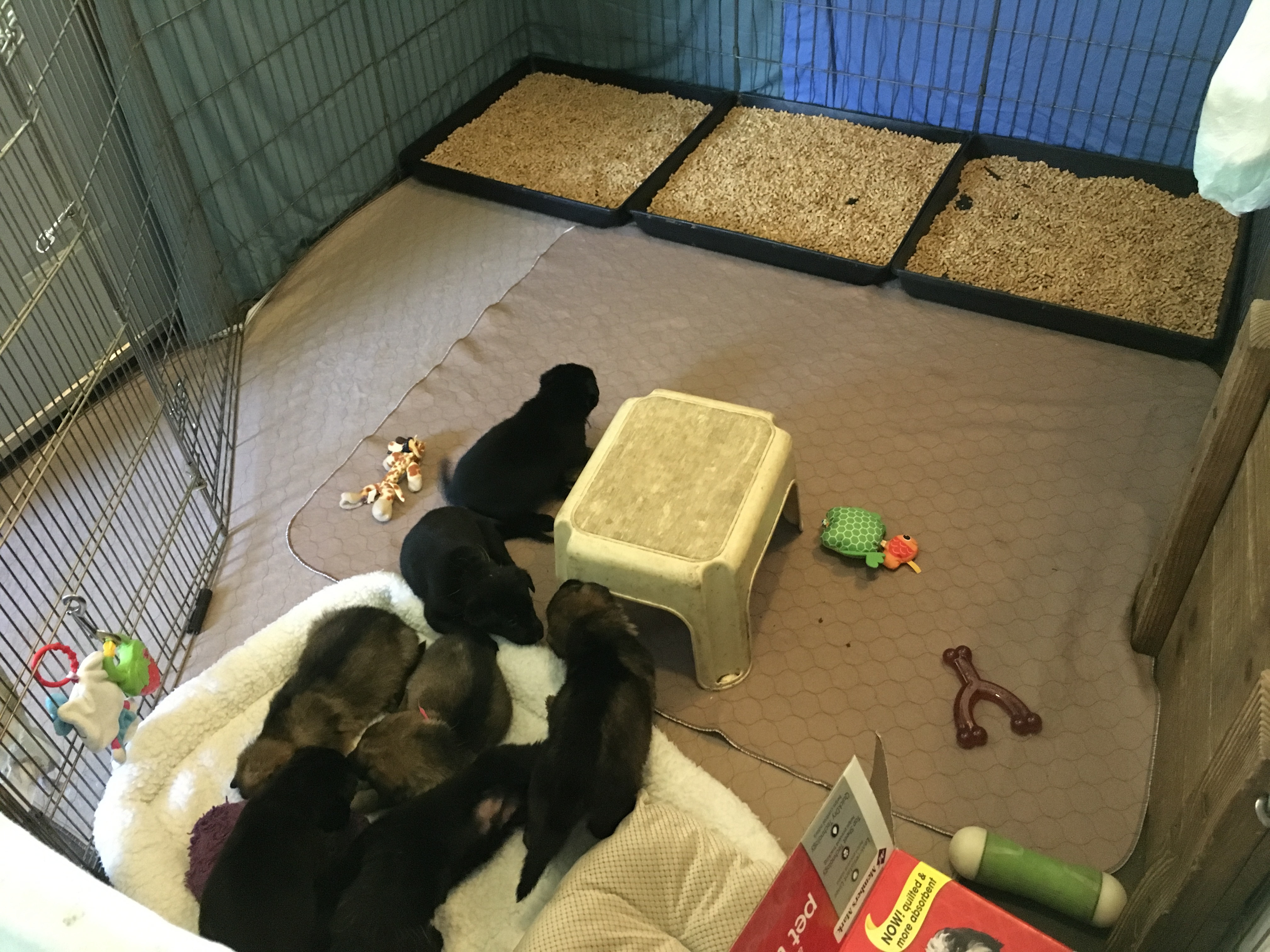 Litter box training outlet a puppy