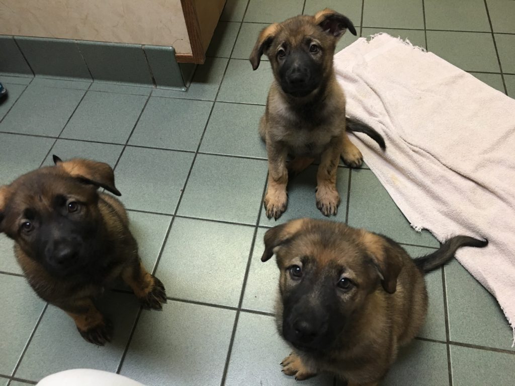 Healthy German Shepherd puppies from a responsible breeder