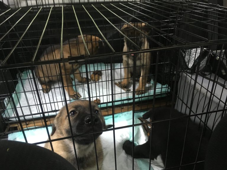 Crate Conditioning for Puppies: An incremental approach (UPDATE 2019 ...