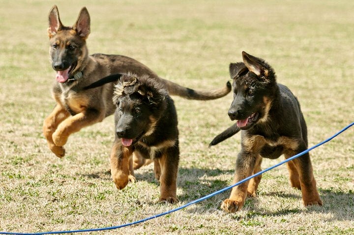 Crate Conditioning: Breeder  Austerlitz German Shepherd Dogs