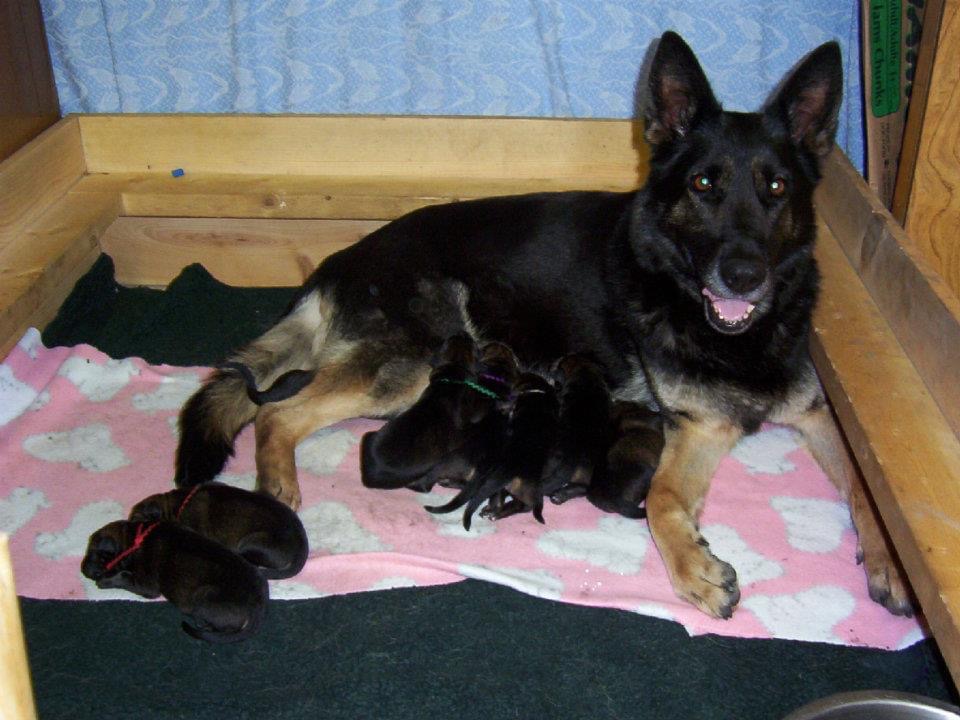 German hot sale shepherd whelping