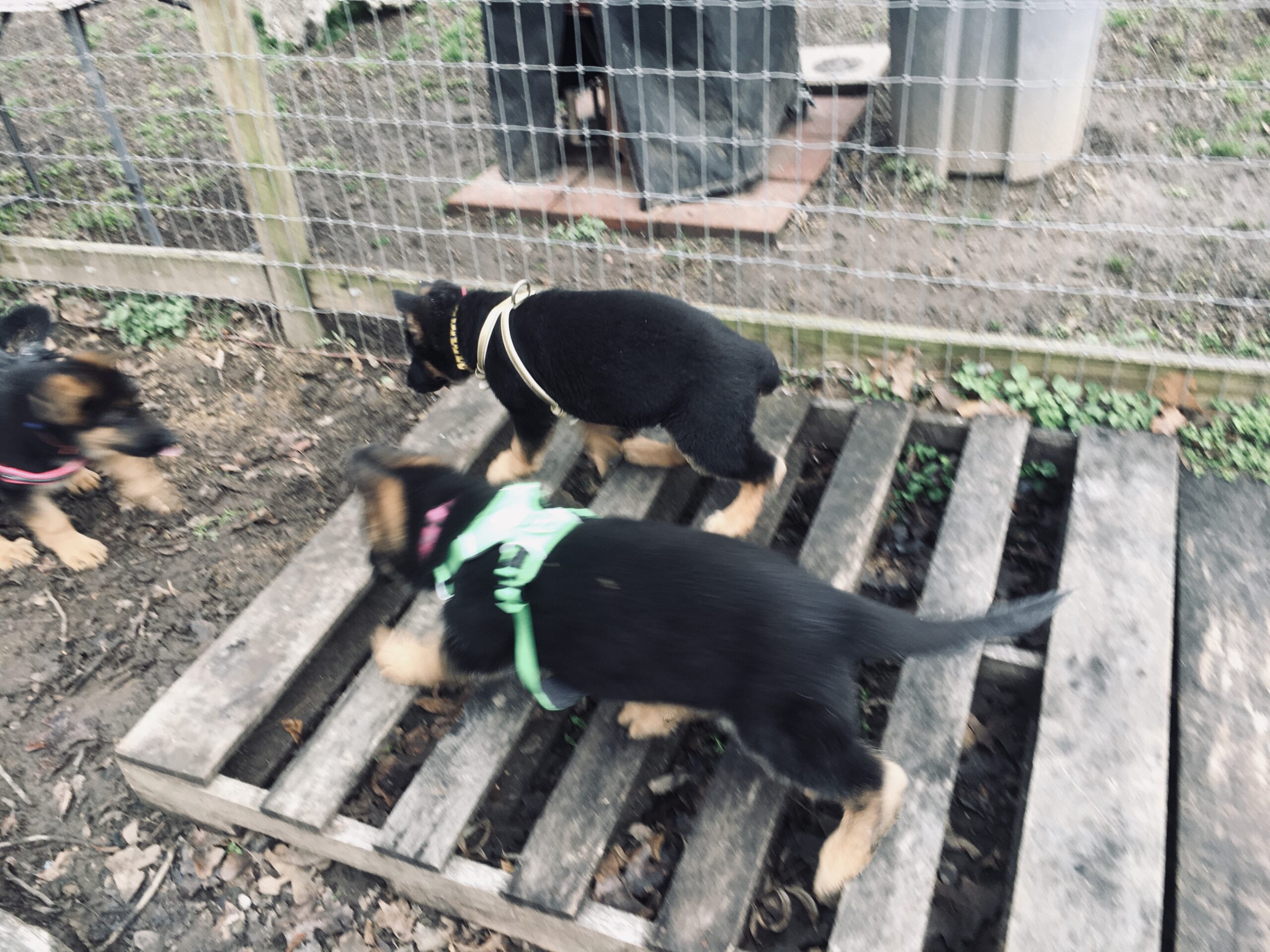 How We Raise Our Puppies | Austerlitz German Shepherd Dogs