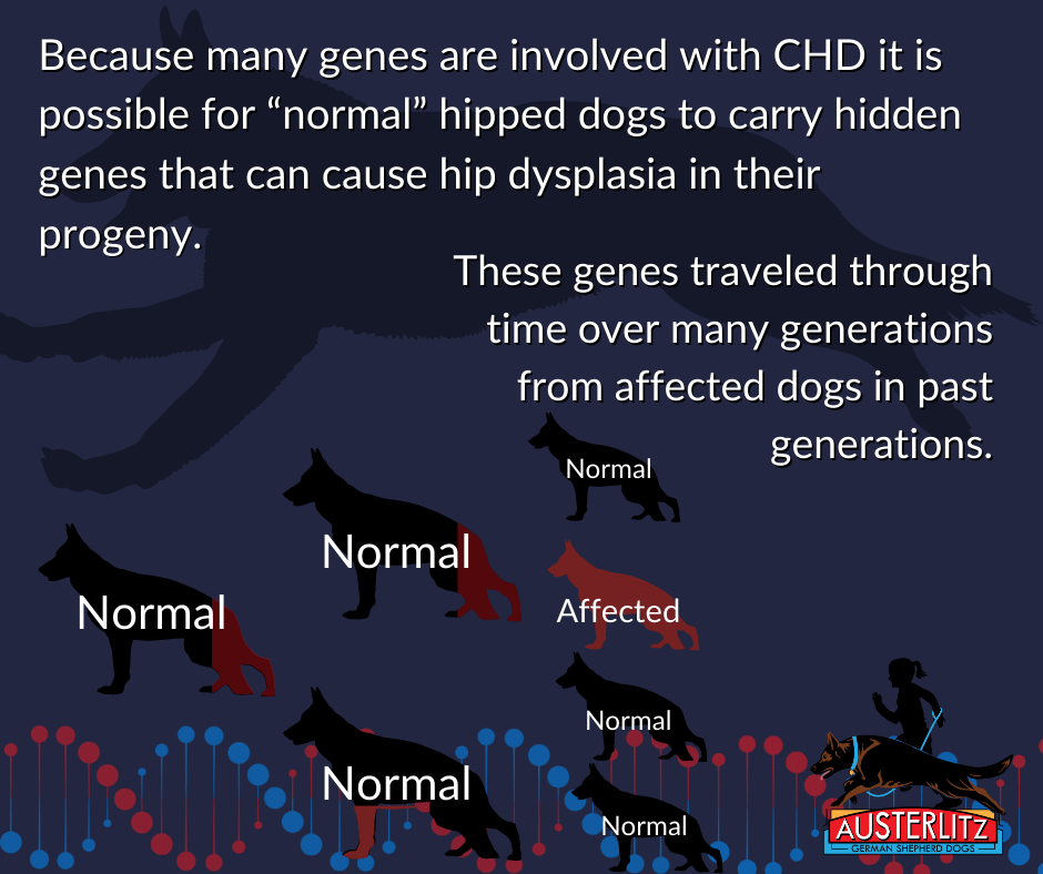 will hip dysplasia kill a dog