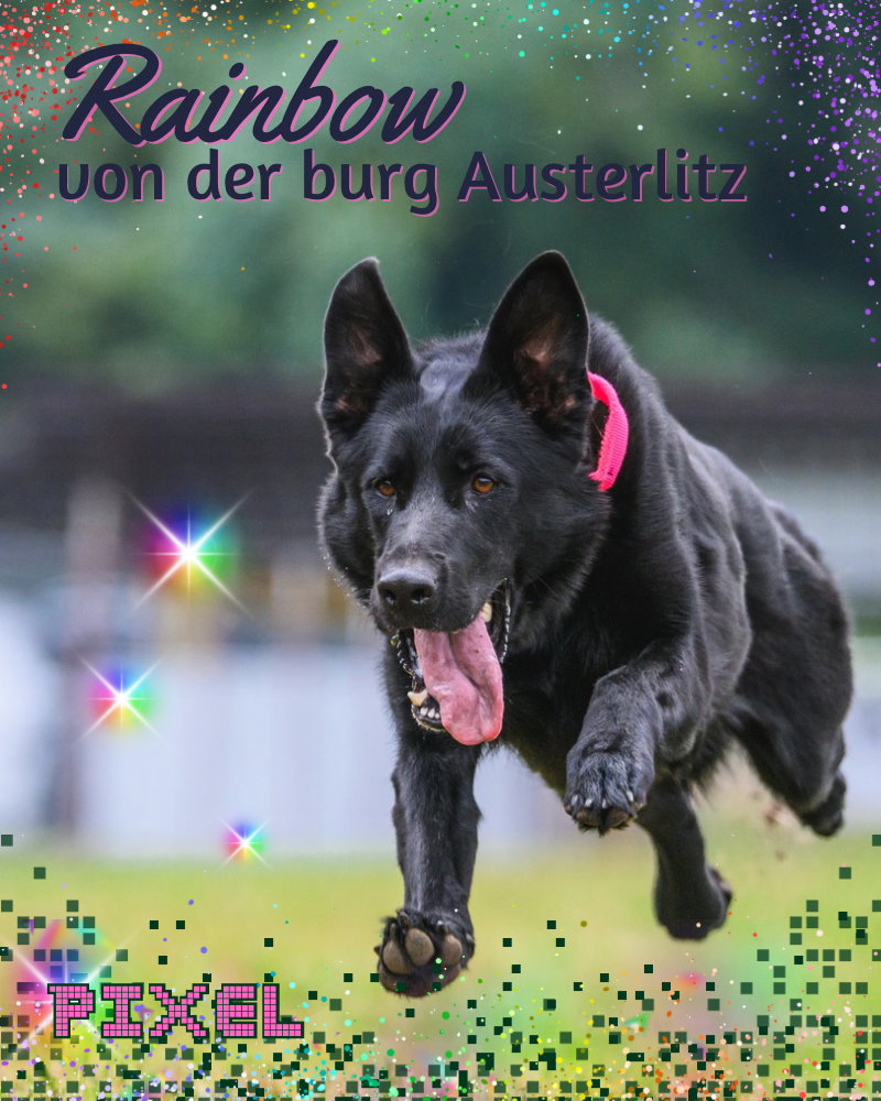 black German shepherd