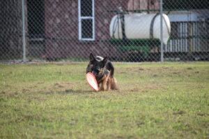 IMG_0347